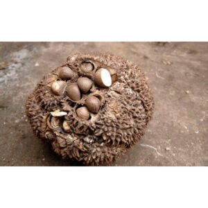 Bijou de sac à main à tonalité dominante corail - Création et réalisation artisanale en ivoire végétal (corozo)