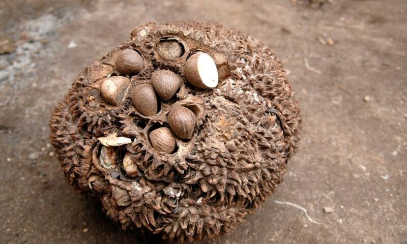 Collier "Sol" Tonalités bleues - ras de cou réglable - Création et réalisation artisanale en ivoire végétal (corozo)